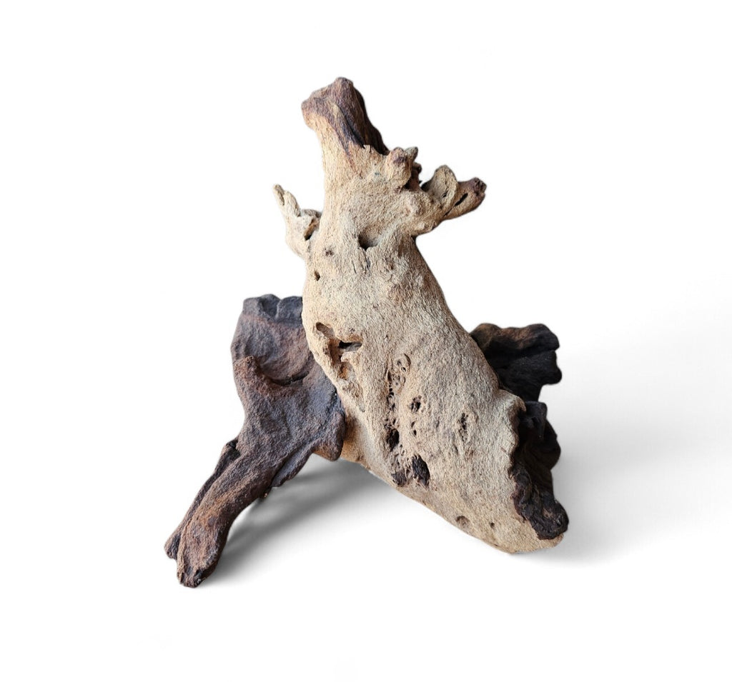Mopani Wurzel Nr.685