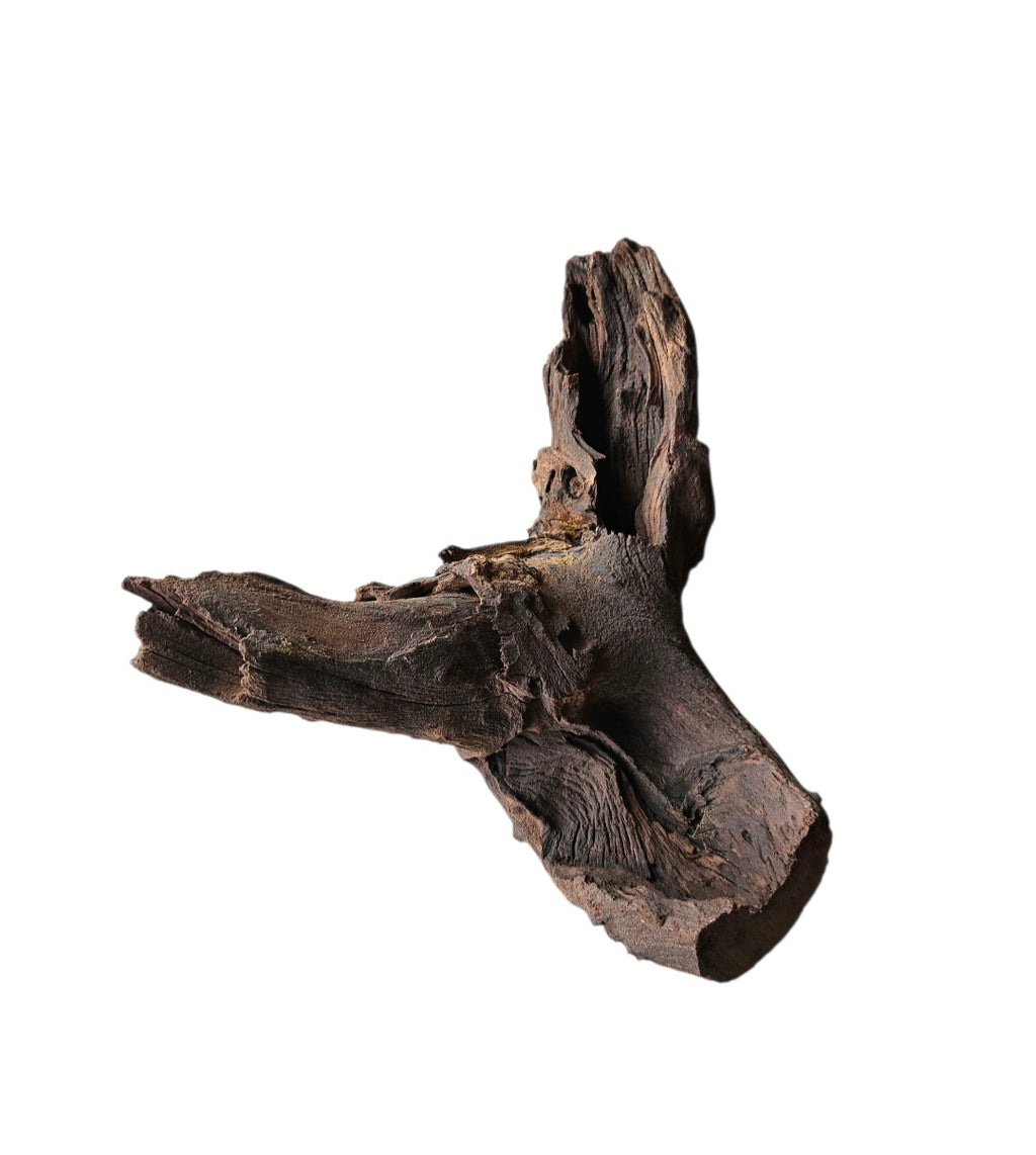 Mopani Wurzel Nr.738