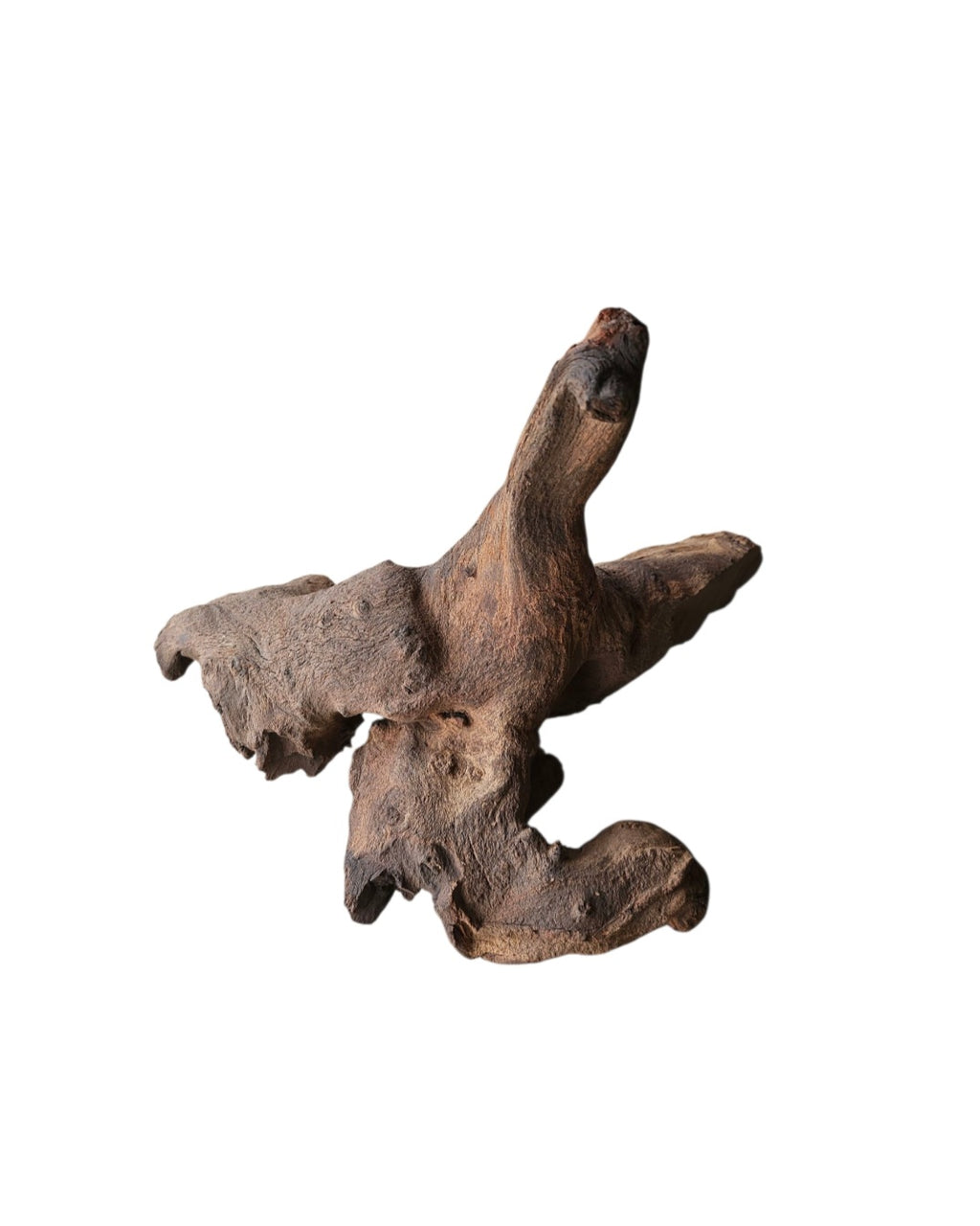 Mopani Wurzel Nr.818
