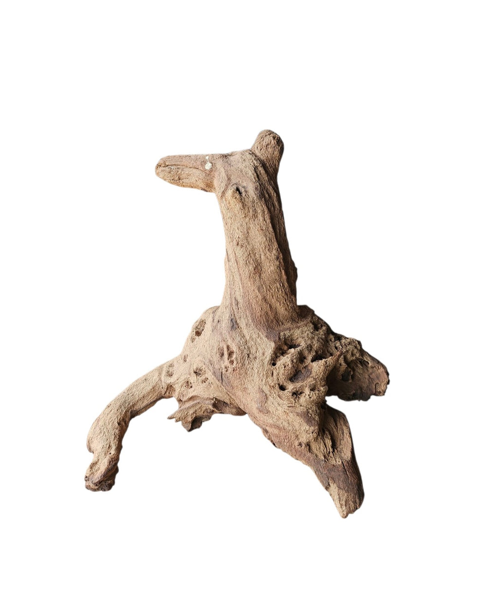 Mopani Wurzel Nr.822