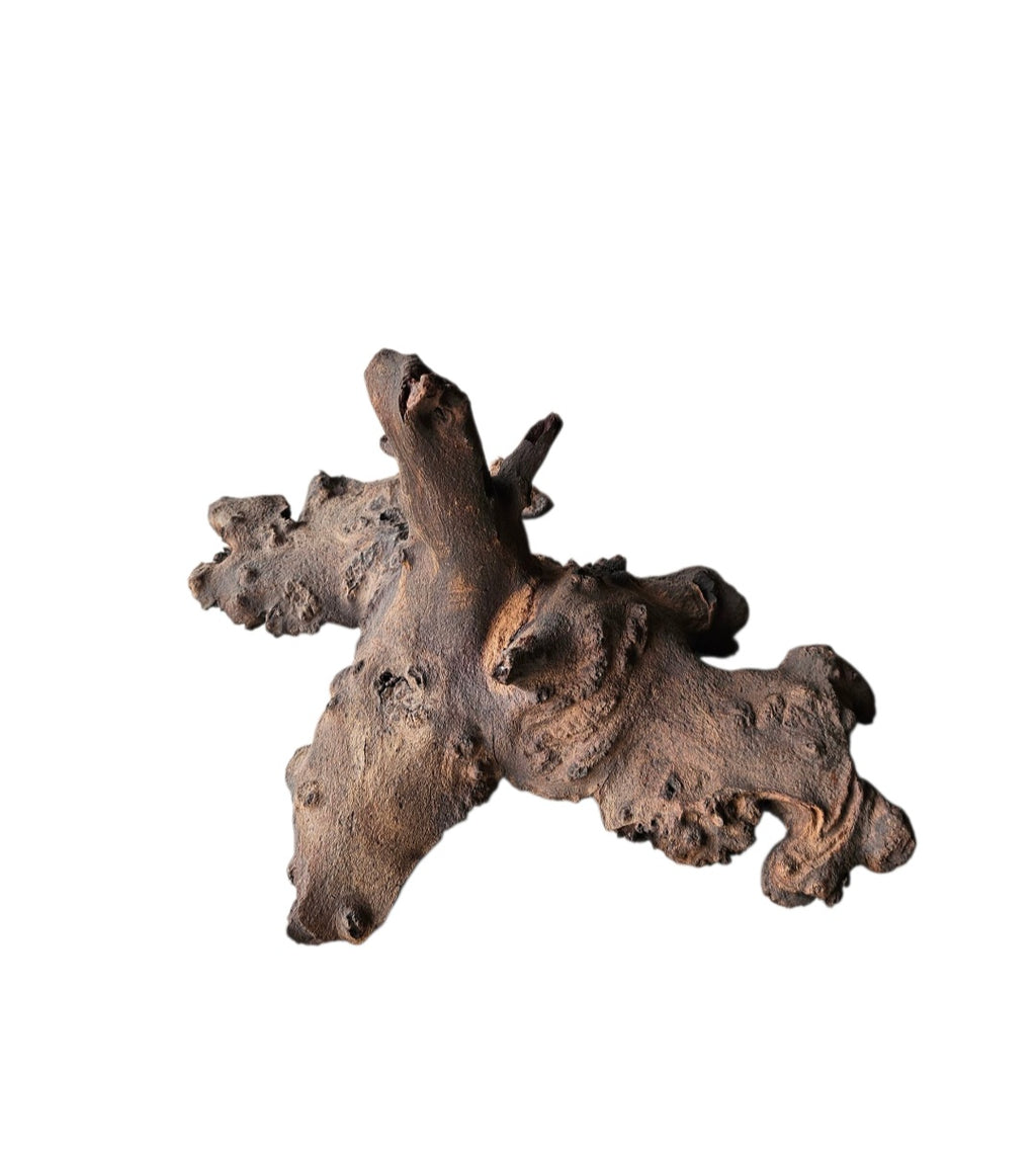 Mopani Wurzel Nr.858