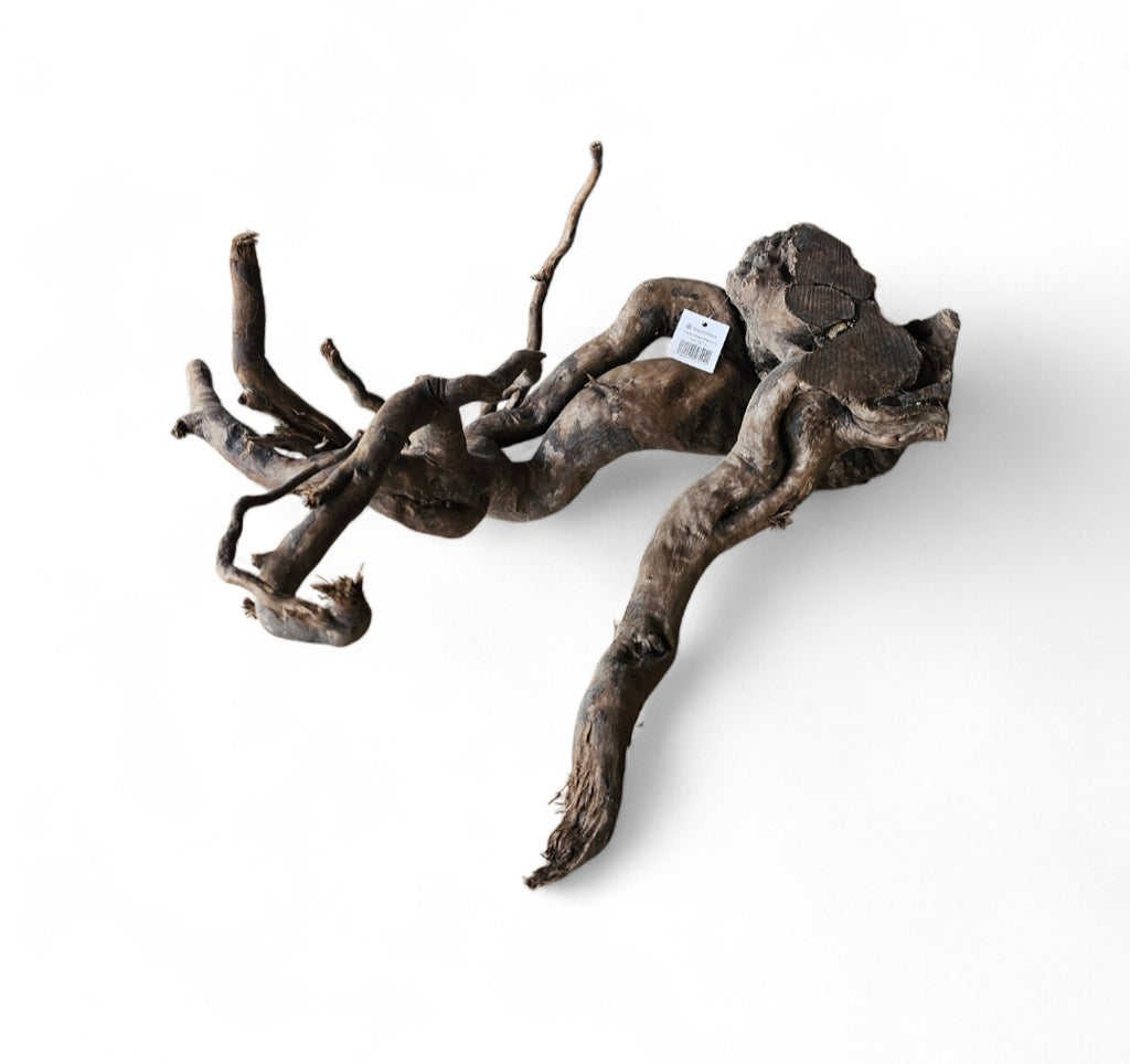 Dunkle Moorwurzel L (40-45 cm) Nr. 927
