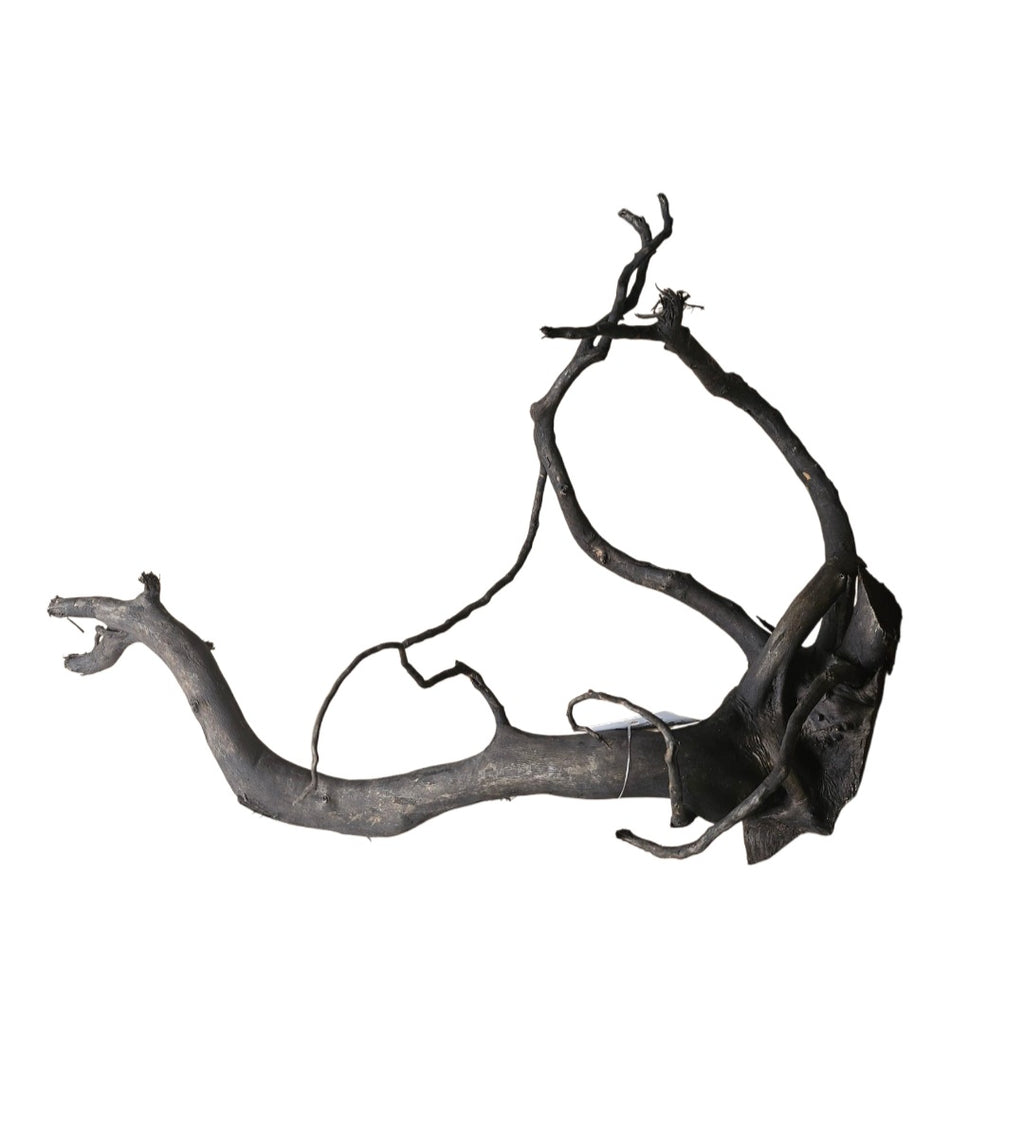 Schwarze Moorwurzel L (40-45 cm) Nr.928