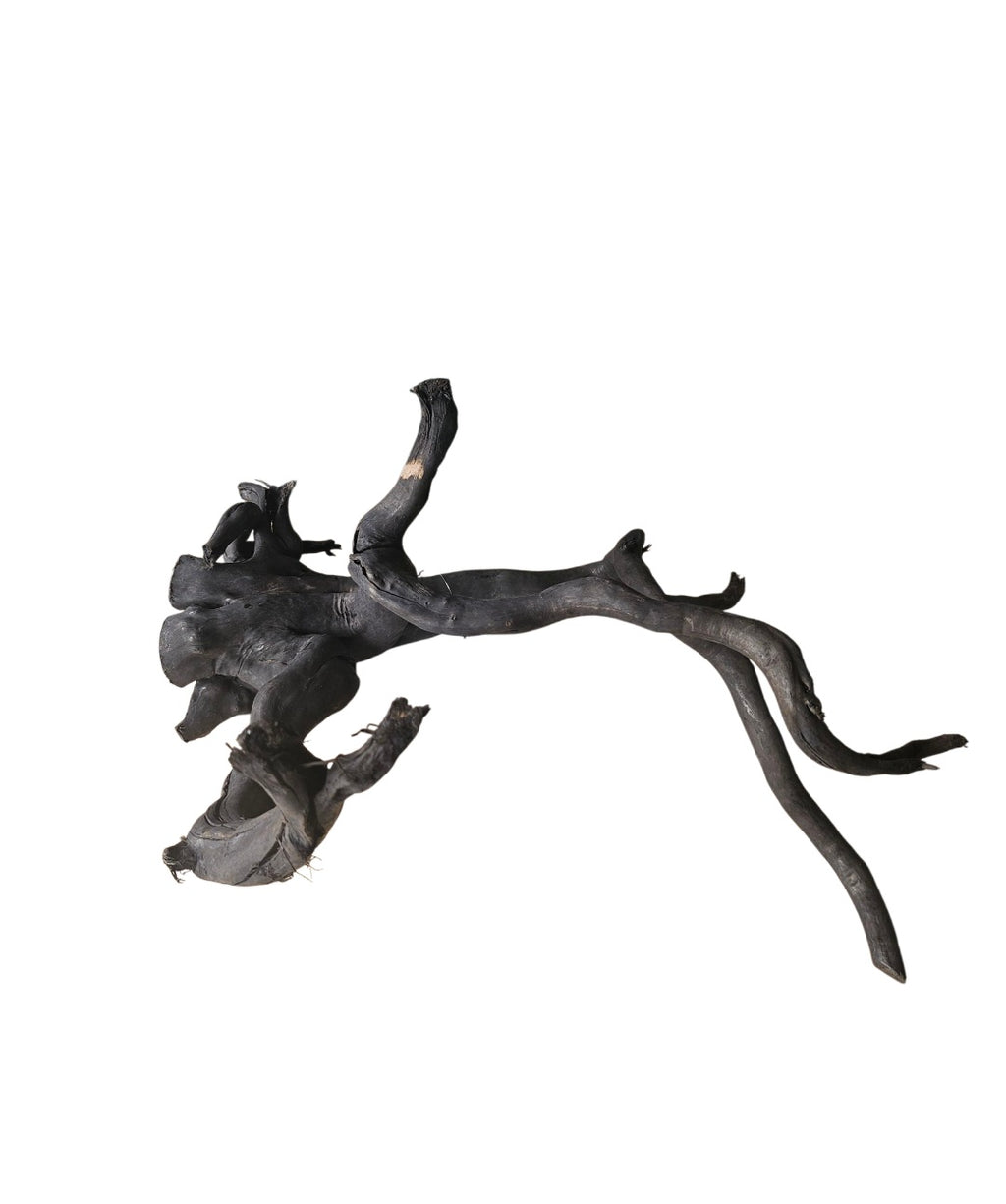 Schwarze Moorwurzel L (40-45 cm) Nr. 929
