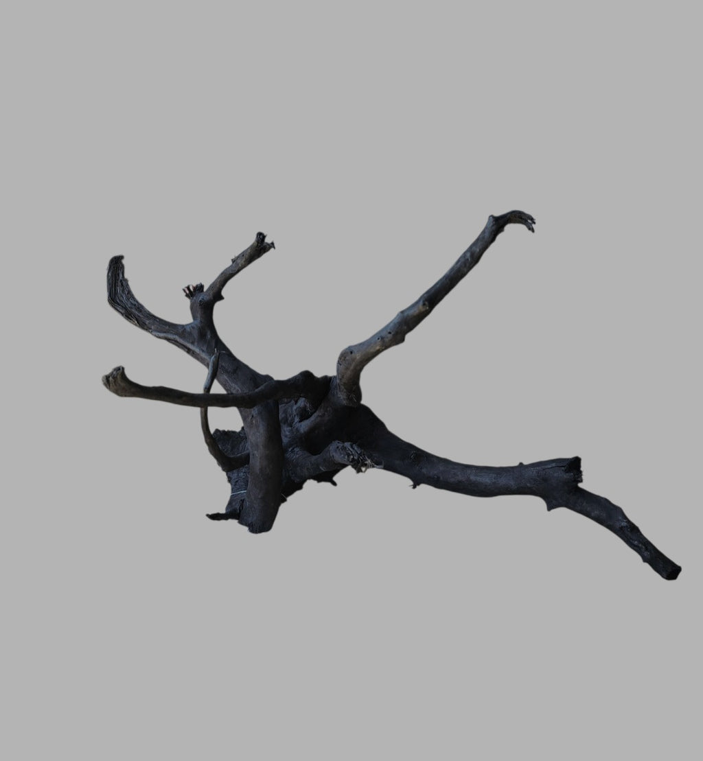 Schwarze Moorwurzel L (40-45 cm) Nr. 935