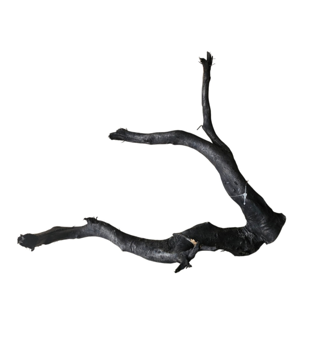 Schwarze Moorwurzel M (25-30 cm) Nr. 108