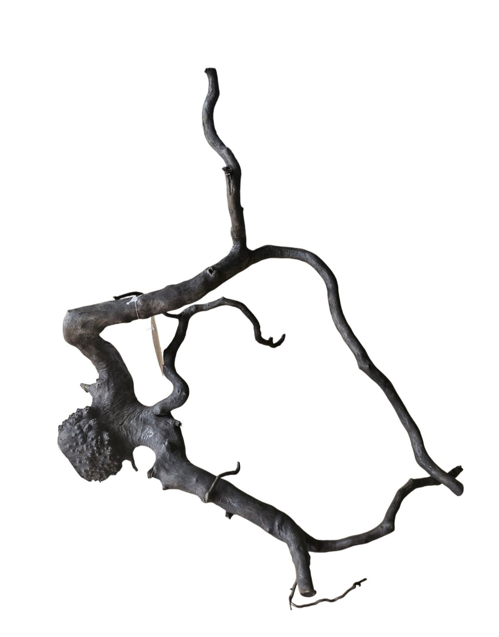 Schwarze Moorwurzel M (25-30 cm) Nr. 127