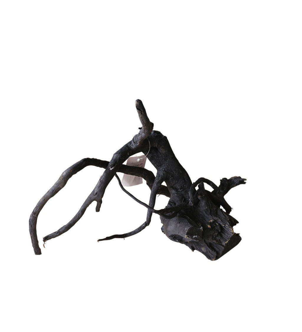 Schwarze Moorwurzel M (25-30 cm) Nr. 134