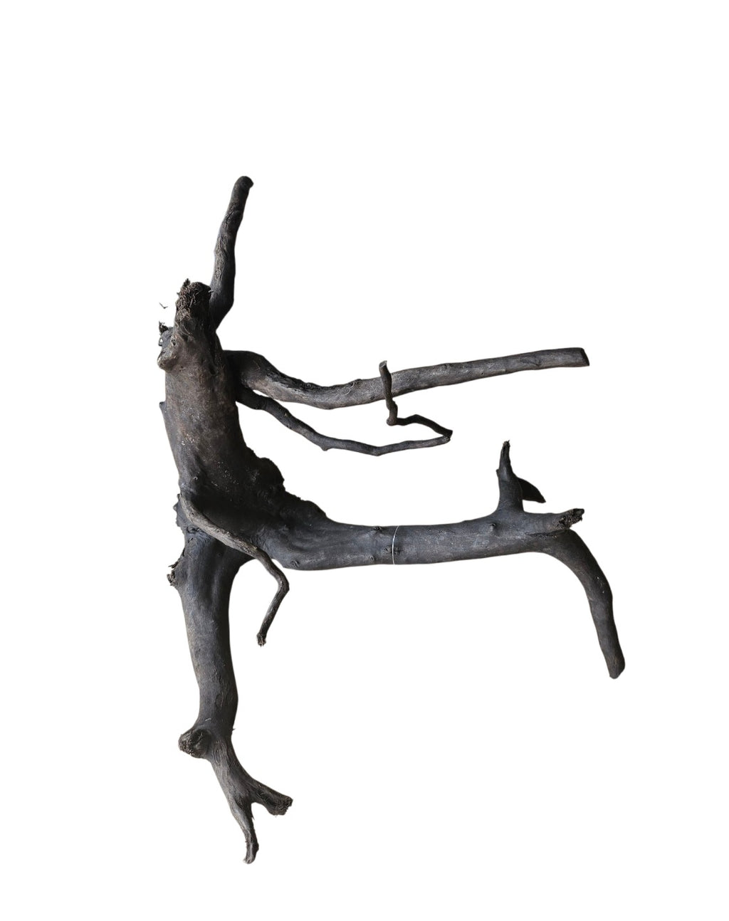 Schwarze Moorwurzel M (25-30 cm) Nr. 14