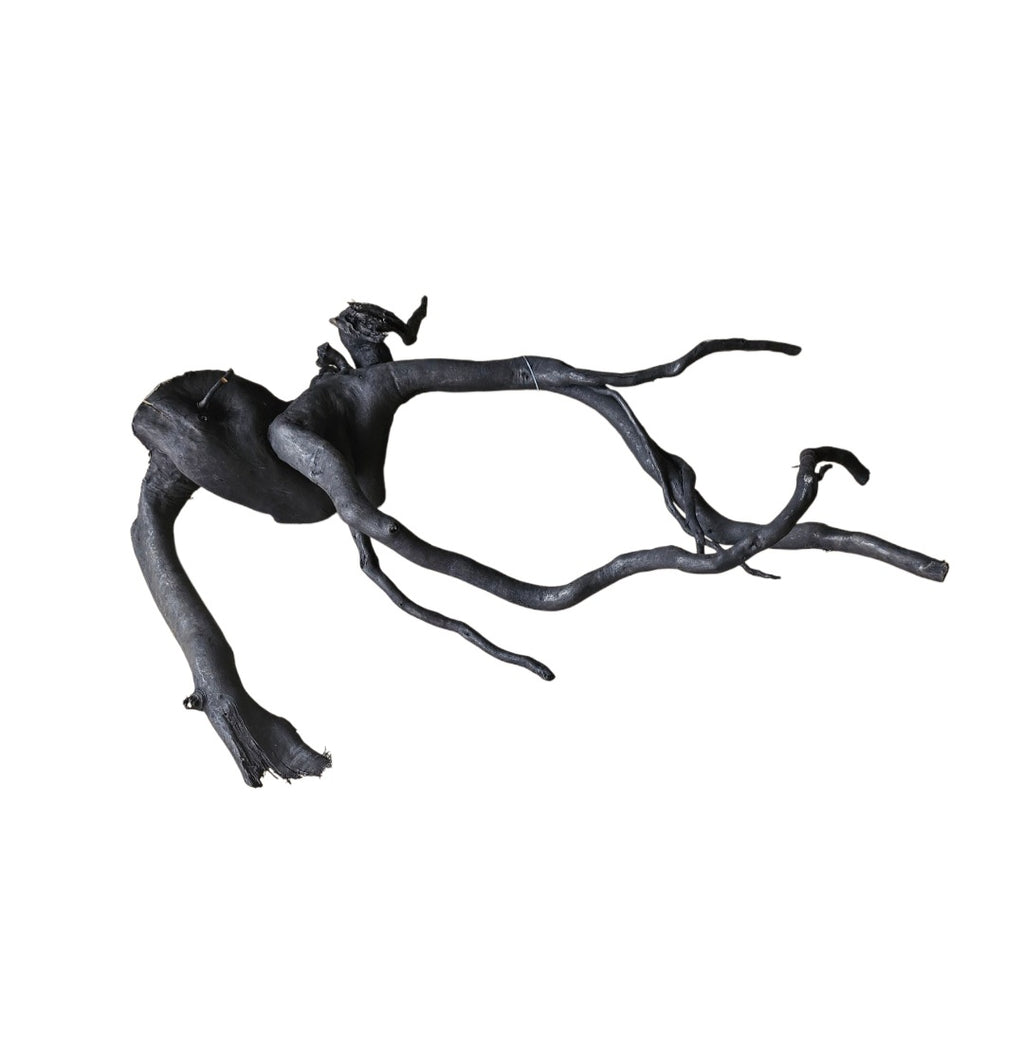 Schwarze Moorwurzel M (25-30 cm) Nr. 169