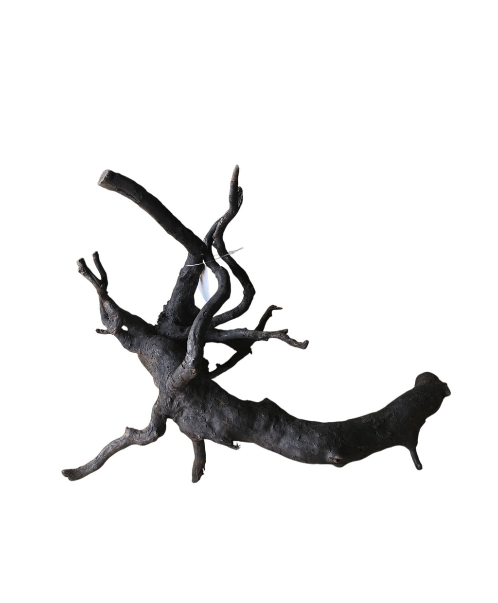 Schwarze Moorwurzel M (25-30 cm) Nr. 19