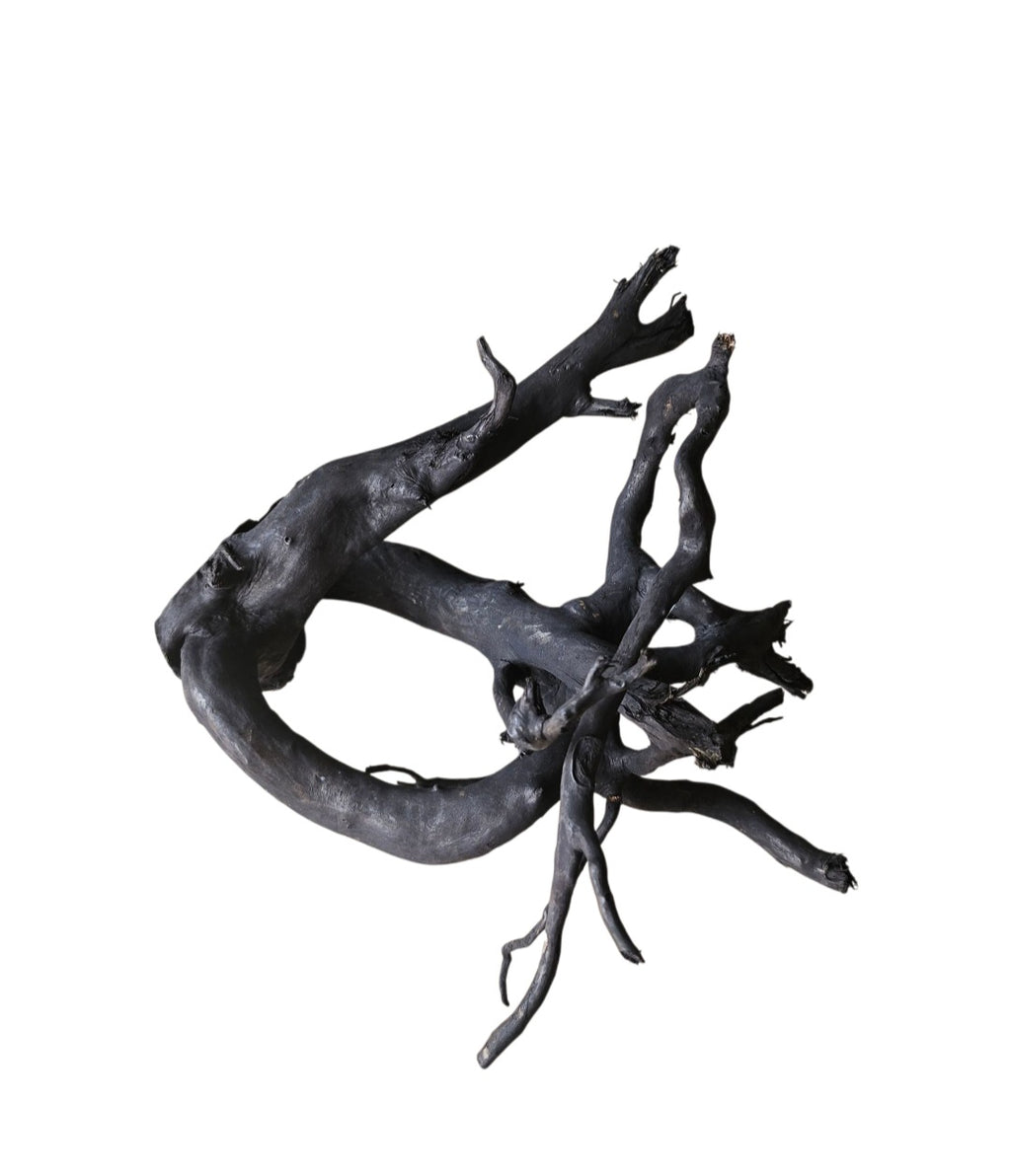 Schwarze Moorwurzel M (25-30 cm) Nr. 259