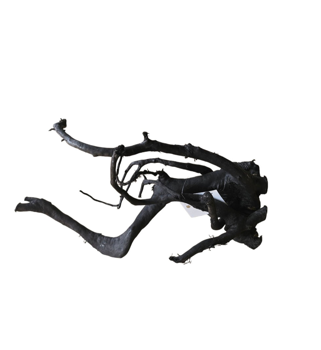 Schwarze Moorwurzel M (25-30 cm) Nr. 260