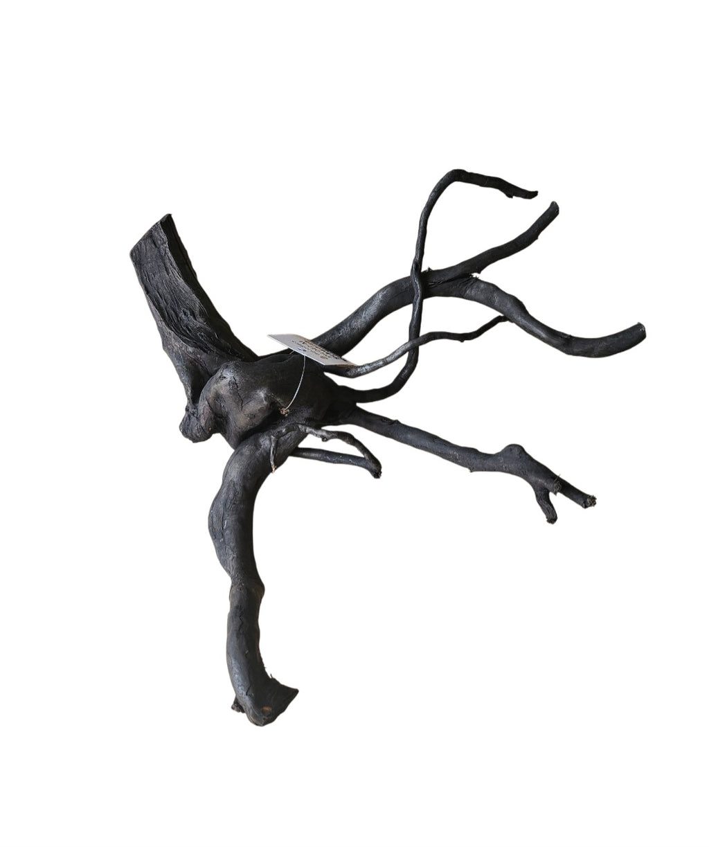 Schwarze Moorwurzel M (25-30 cm) Nr. 16