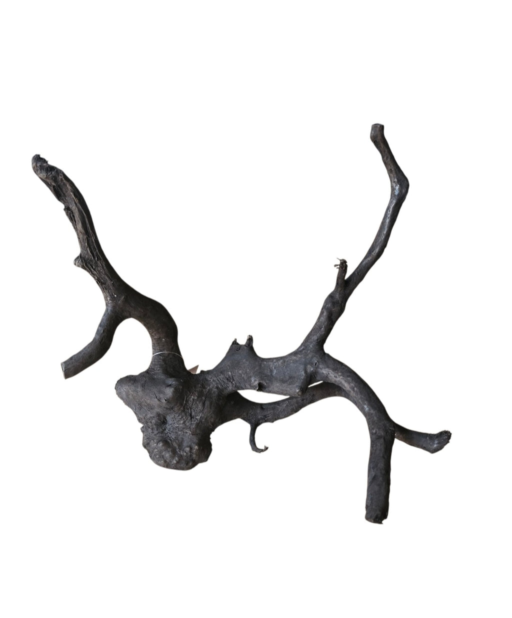Schwarze Moorwurzel M (25-30 cm) Nr. 936