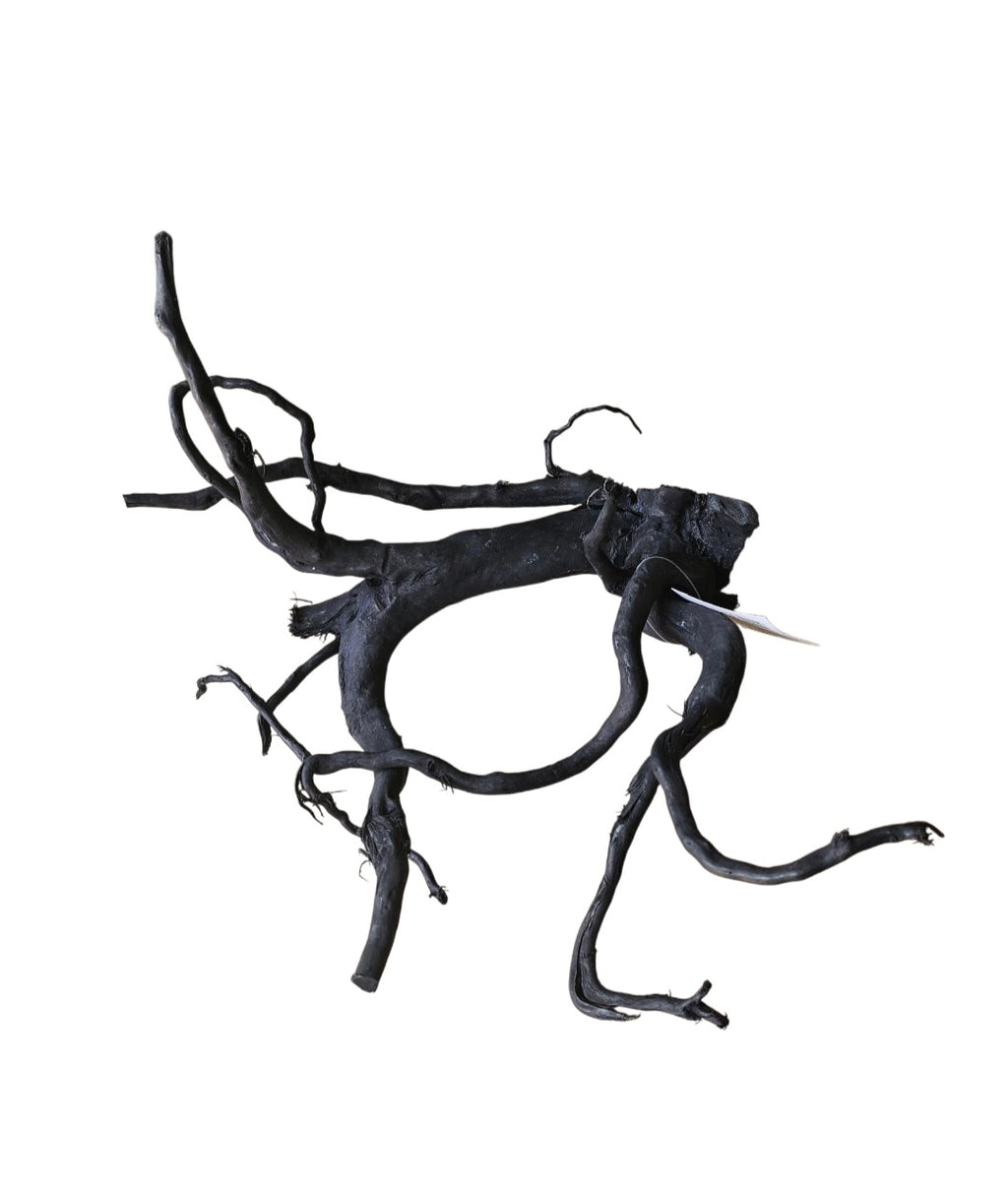 Schwarze Moorwurzel M (25-30 cm) Nr. 263