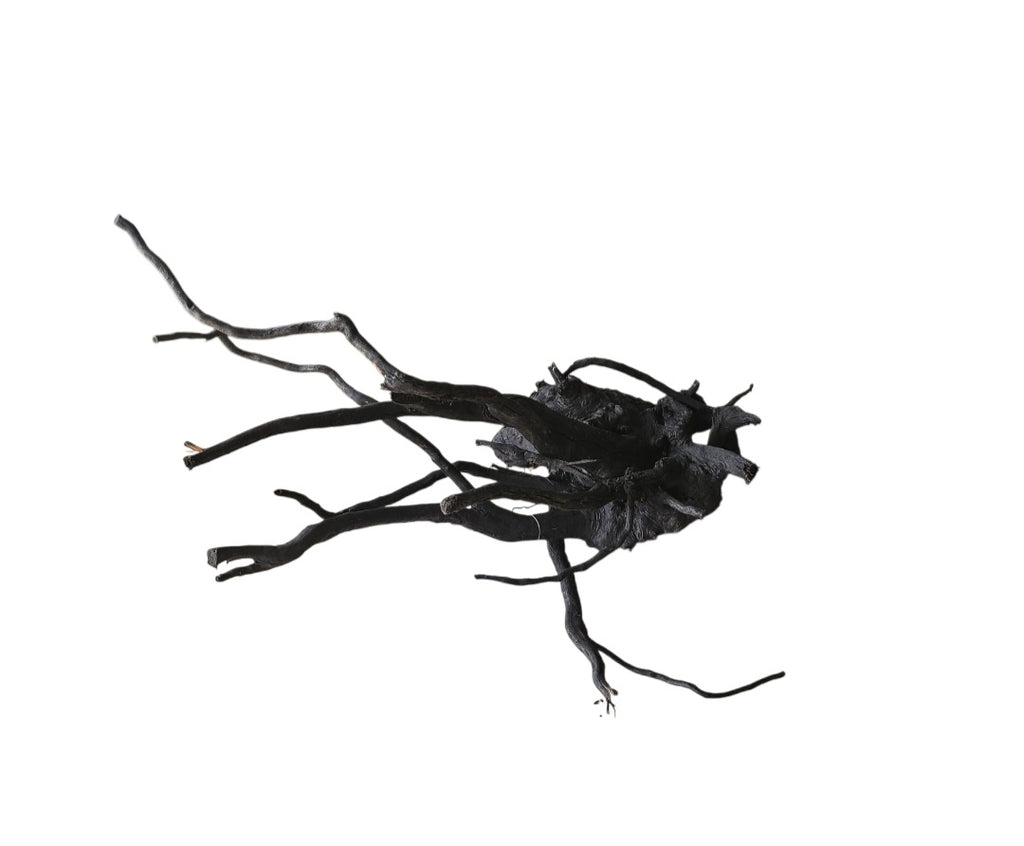 Schwarze Moorwurzel M (25-30 cm) Nr. 265