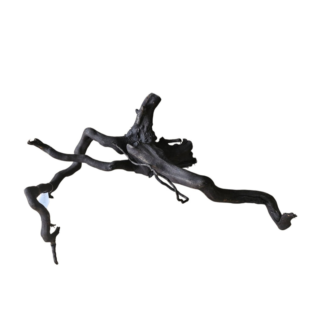 Schwarze Moorwurzel M (25-30 cm) Nr. 266