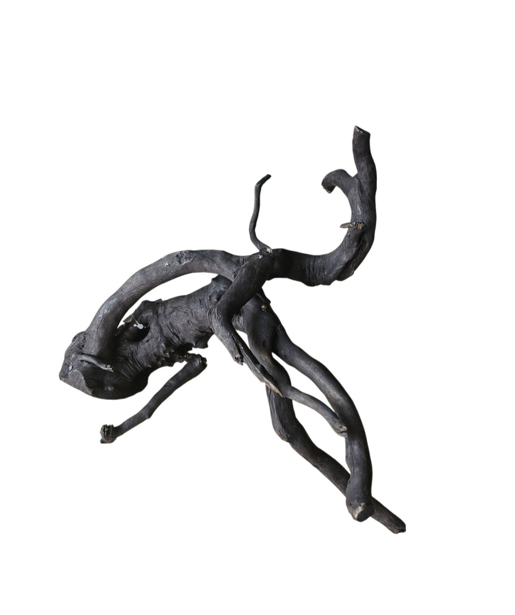 Schwarze Moorwurzel M (25-30 cm) Nr. 267