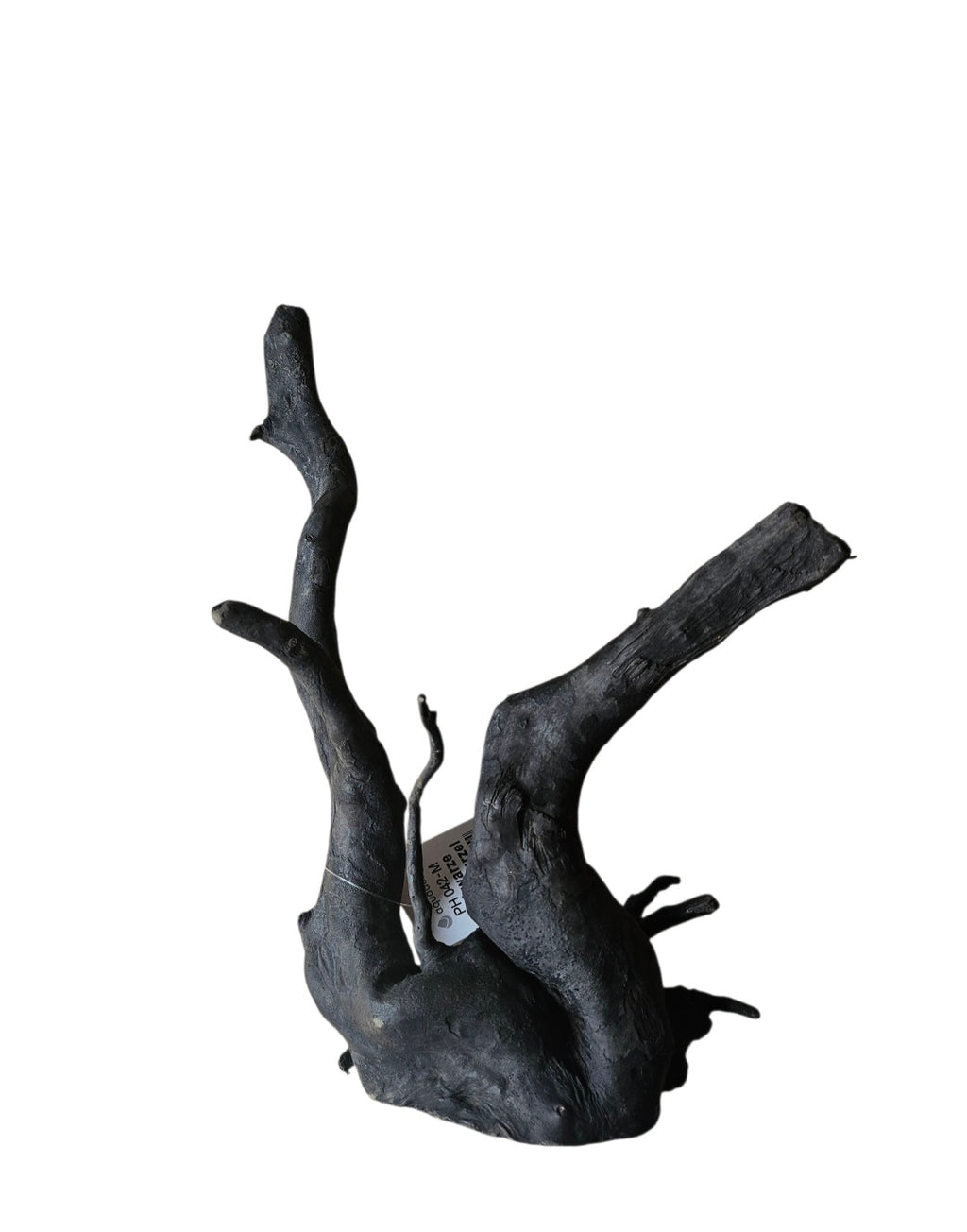 Schwarze Moorwurzel M (25-30 cm) Nr.262