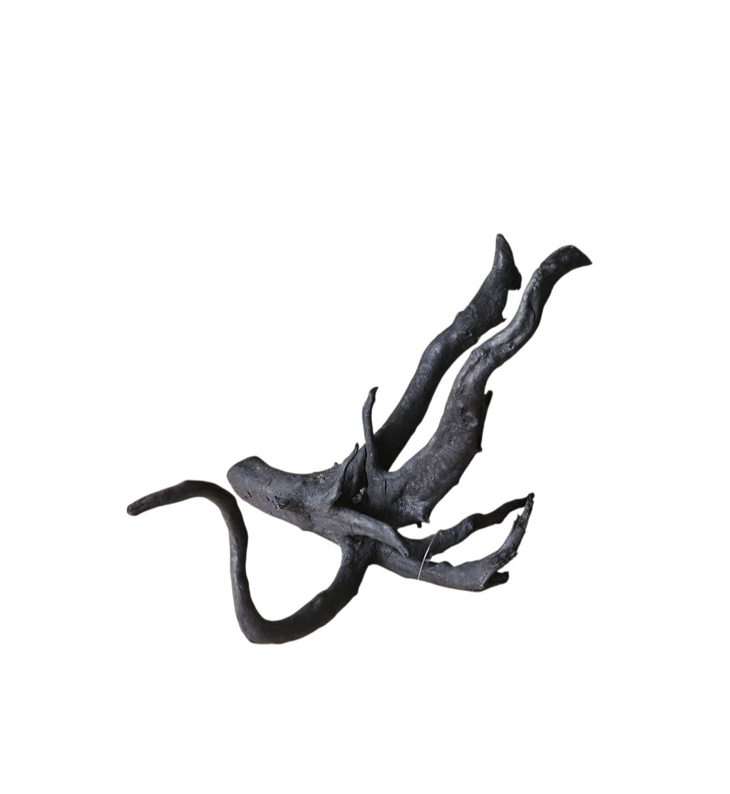 Schwarze Moorwurzel M (25-30 cm) Nr. 53