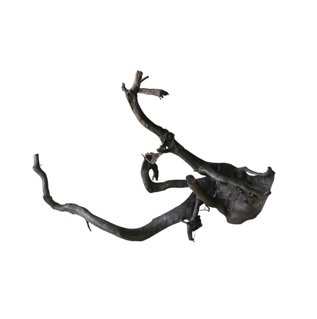 Schwarze Moorwurzel M (25-30 cm) Nr. 54
