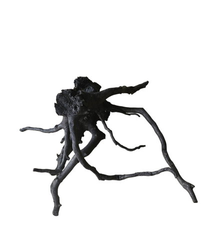 Schwarze Moorwurzel M (25-30 cm) Nr.55