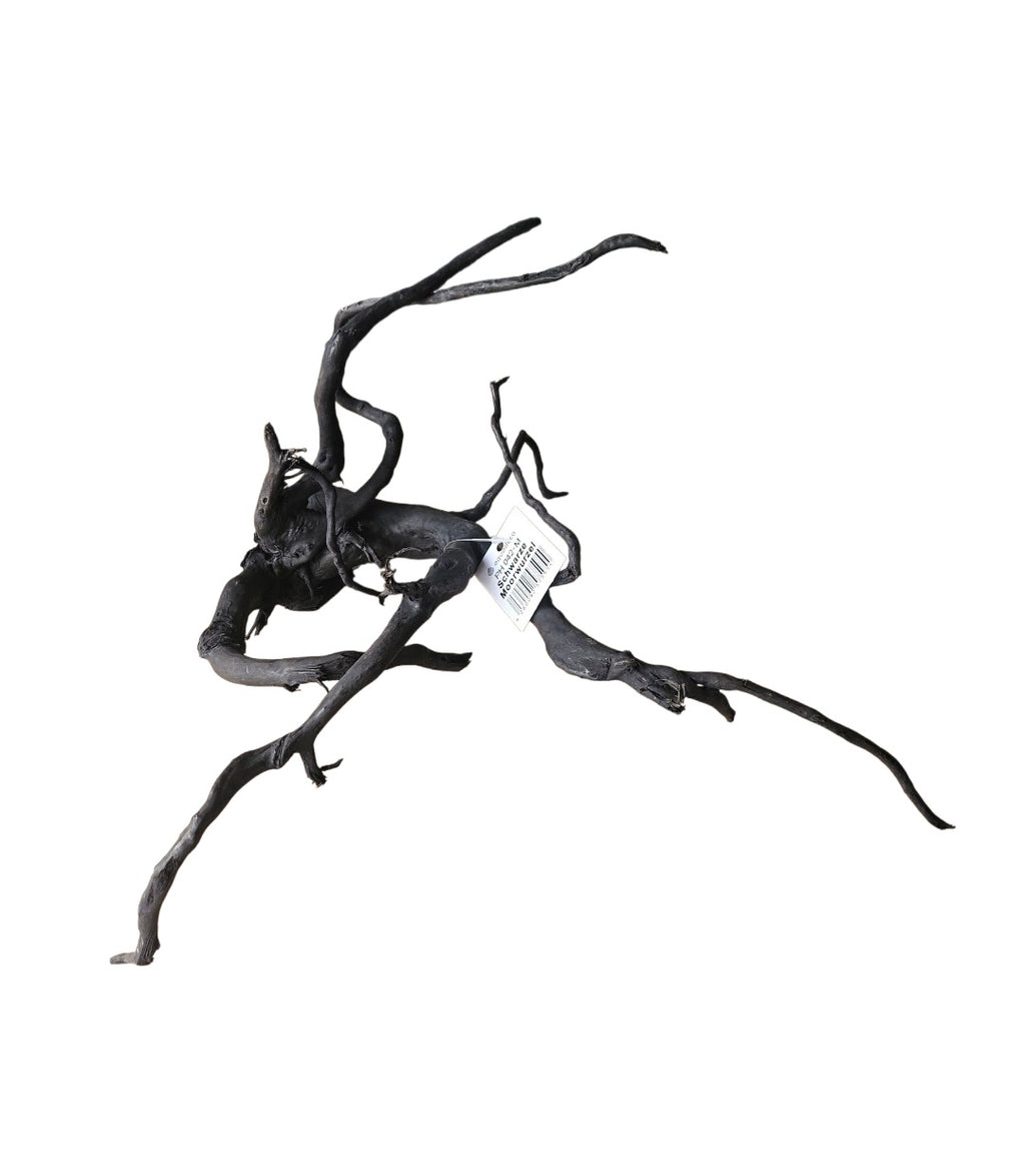Schwarze Moorwurzel M (25-30 cm) Nr. 56