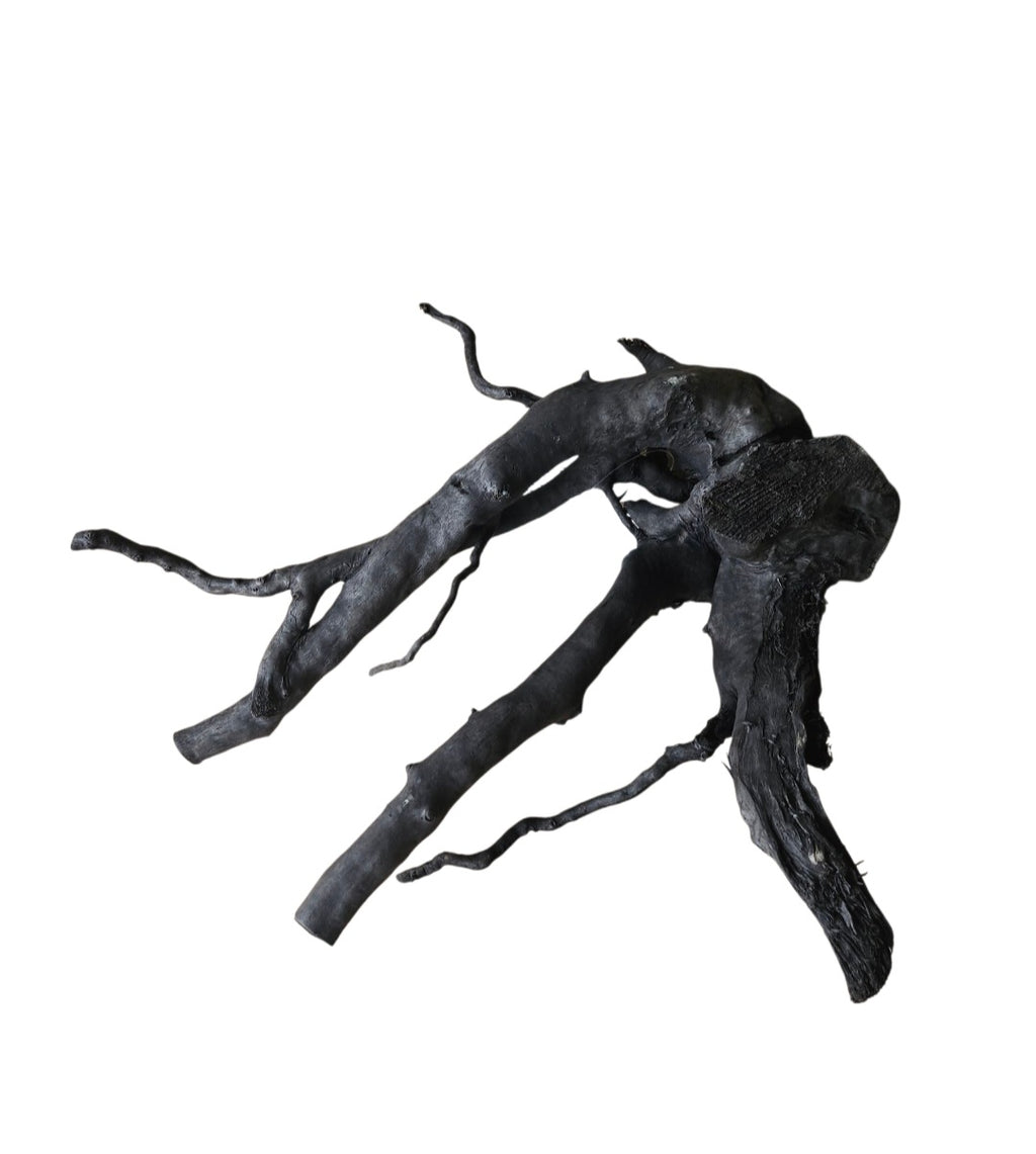 Schwarze Moorwurzel M (25-30 cm) Nr. 58