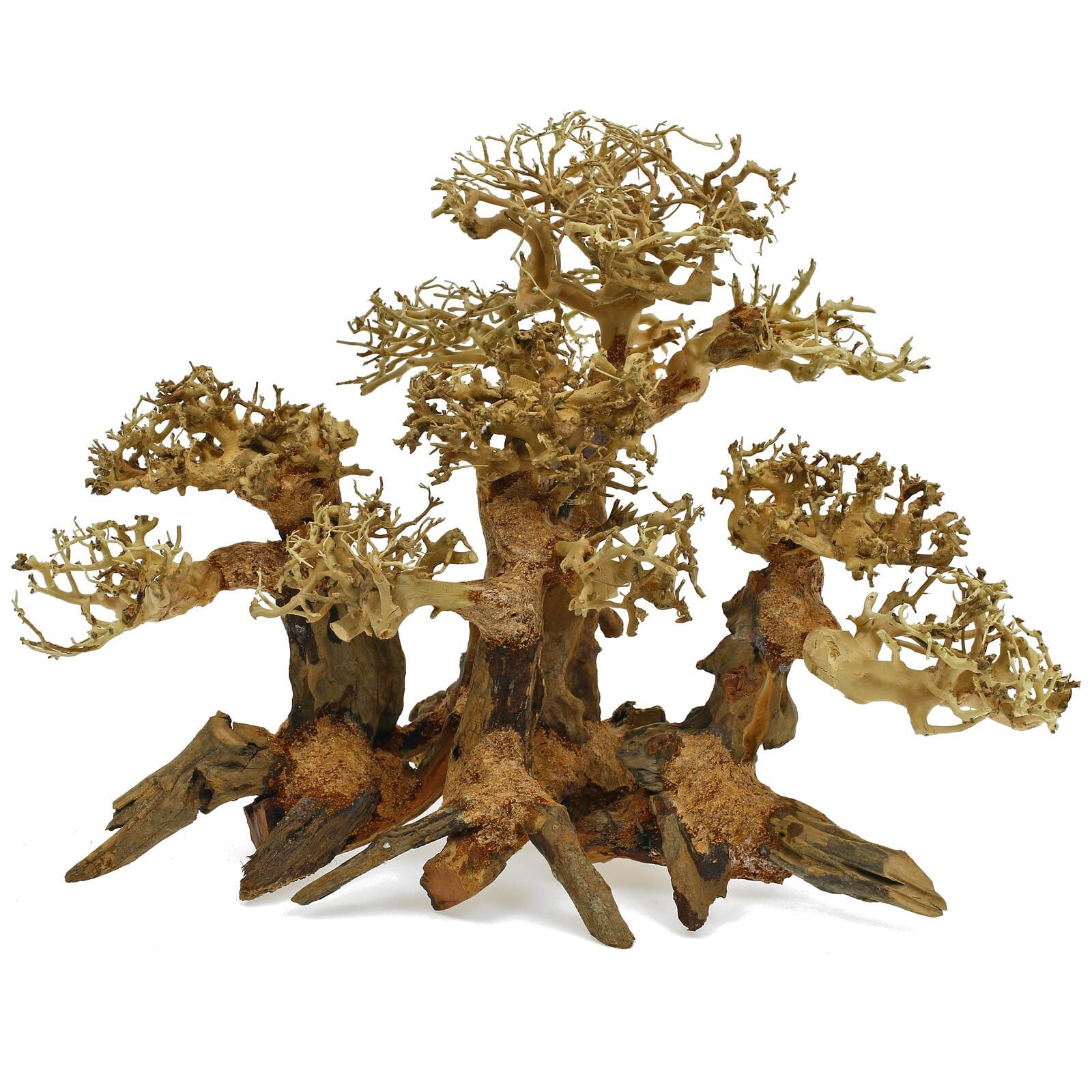 Wald-Bonsai - S