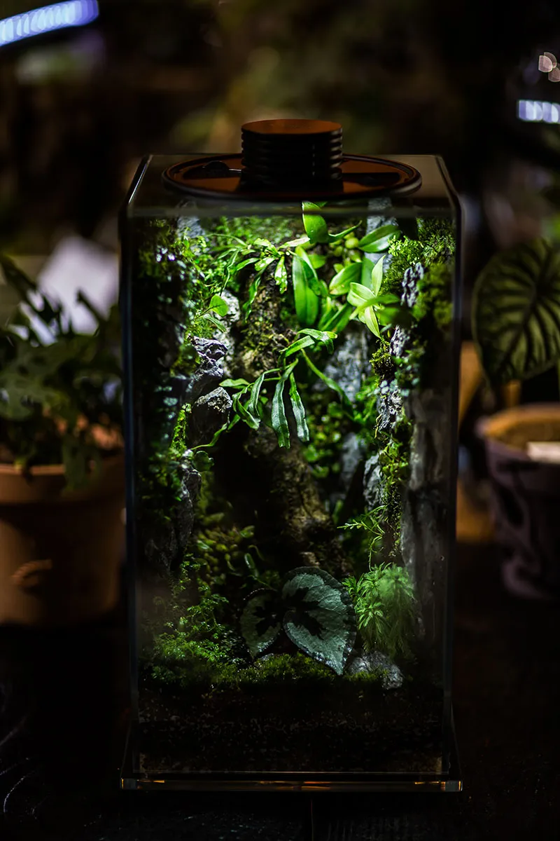 Bioloark Bio Bottle FD | Mini Terrarium