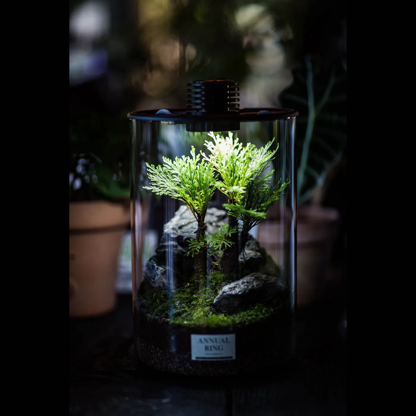 Bioloark Bio Bottle ZD | Mini Terrarium