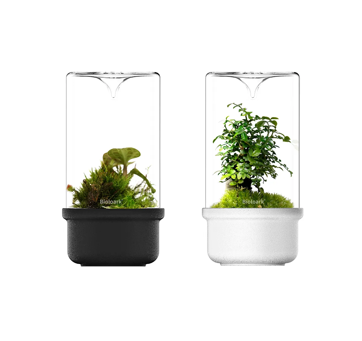 Bioloark - Luji Glass Cup Schwarz - MH