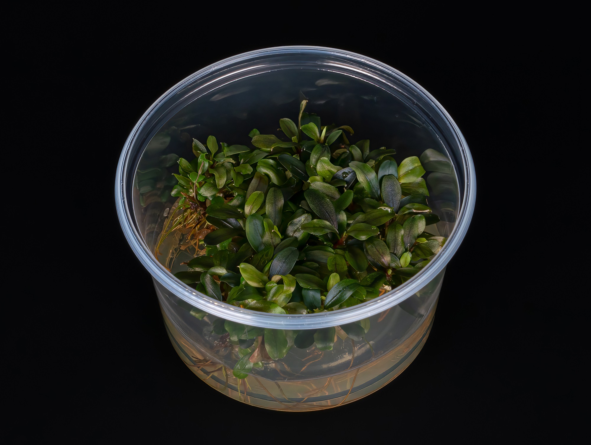Bucephalandra motleyana 'Red'