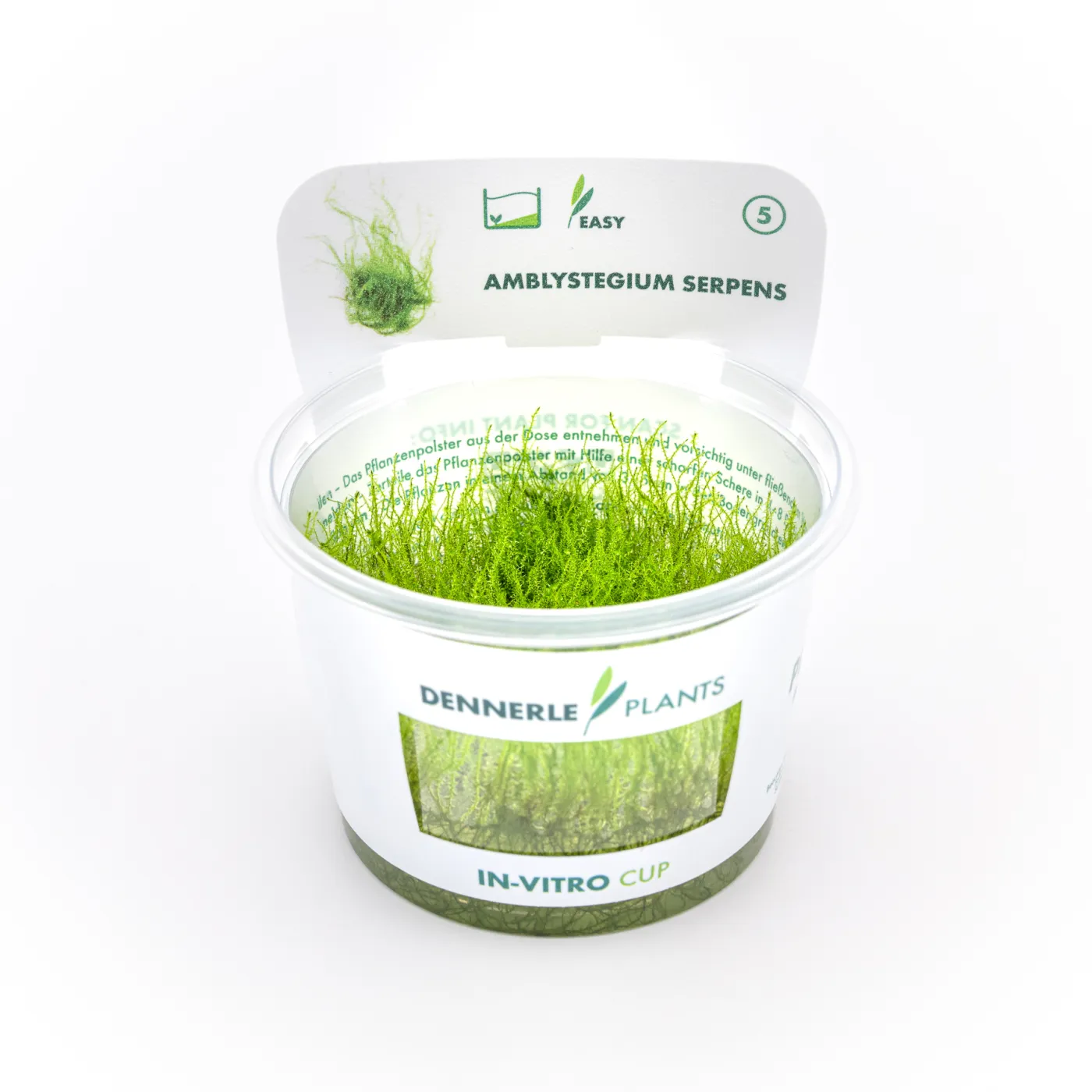 DENNERLE Amblystegium serpens In-Vitro Cup