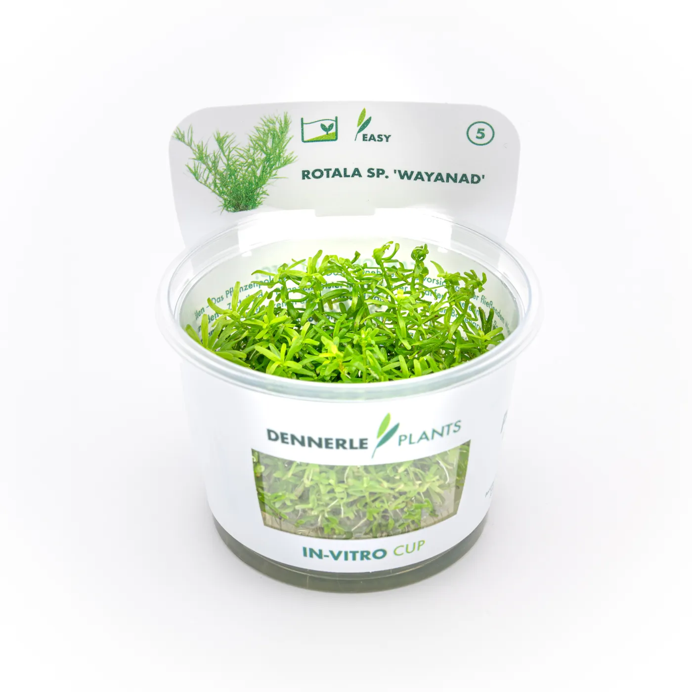 DENNERLE Rotala sp. ´Wayanad´ In-Vitro Cup