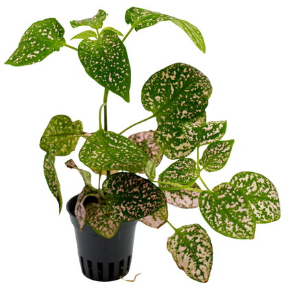 Hypoestes phyllostachya ‘Pink’