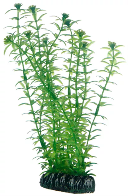 Hobby Lagarosiphon 20 cm