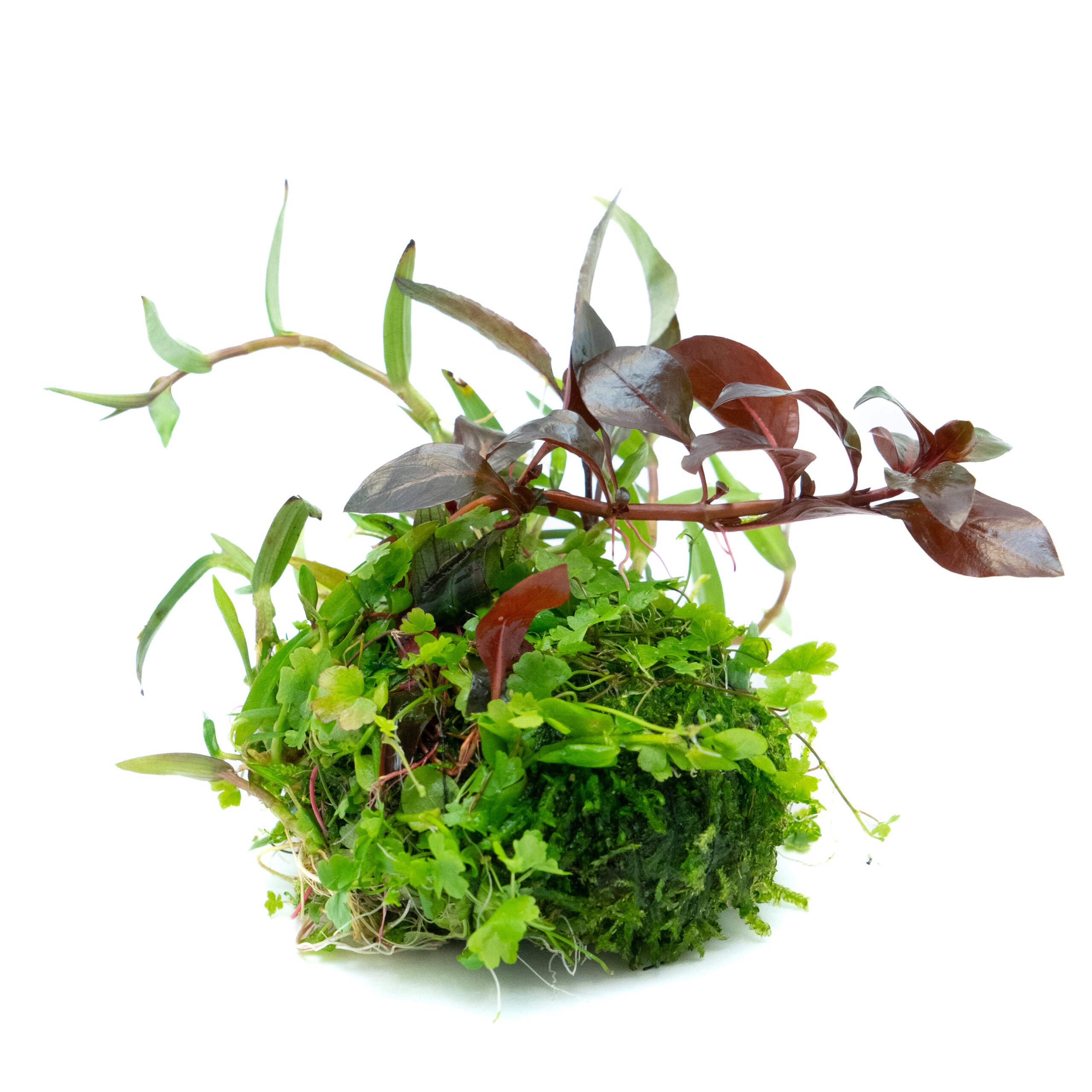 Liquid Garden Wabi Kusa Ball Bepflanzt