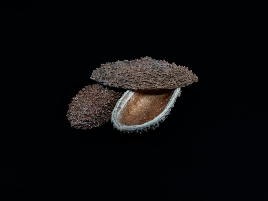 Igel Schote