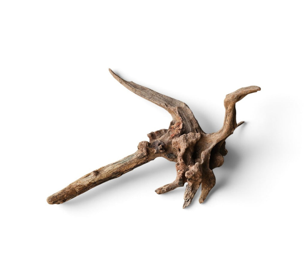 Coral Sinker Wood Nr.567