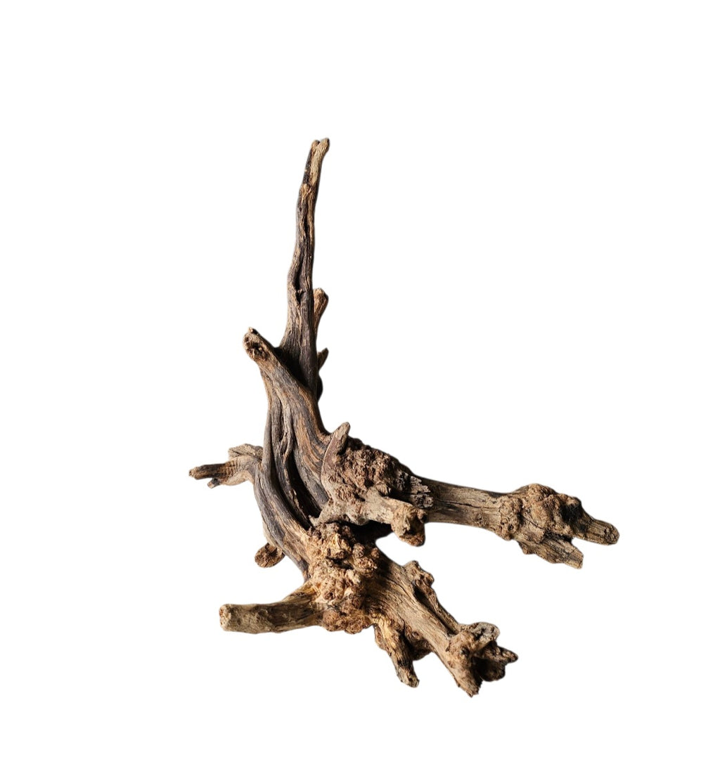 Coral Sinker Wood Nr.605
