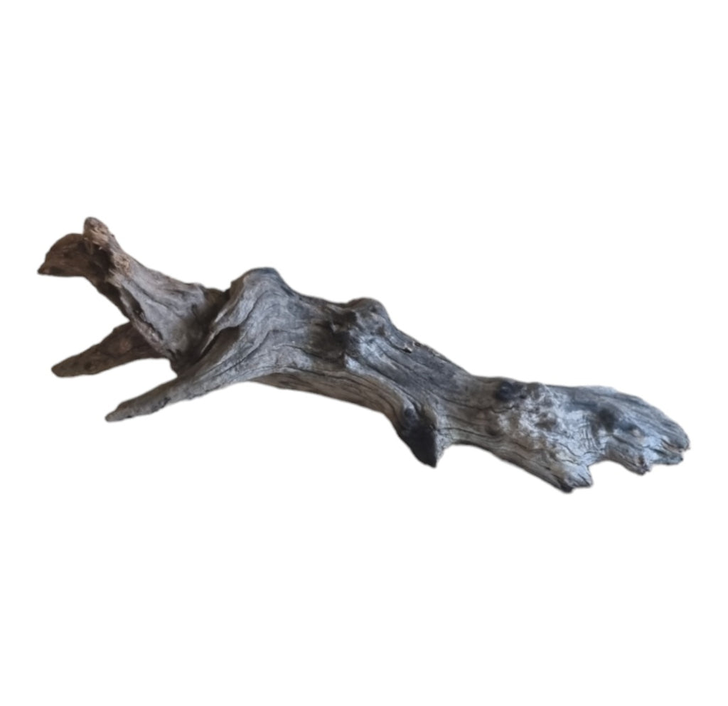 Coral Sinker Wood Nr.615