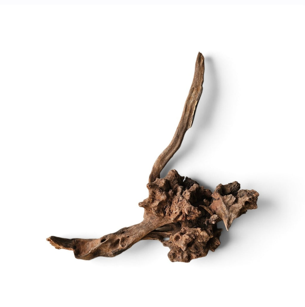 Coral Sinker Wood Nr.551