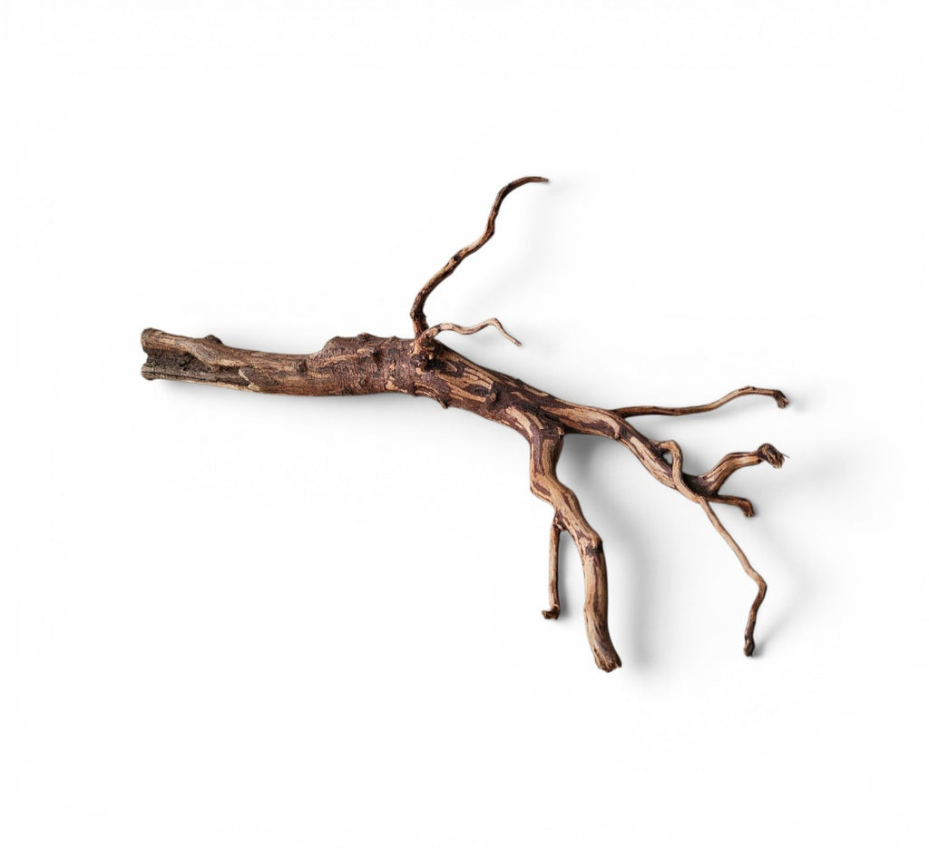 Dark Snake Wood Nr.584