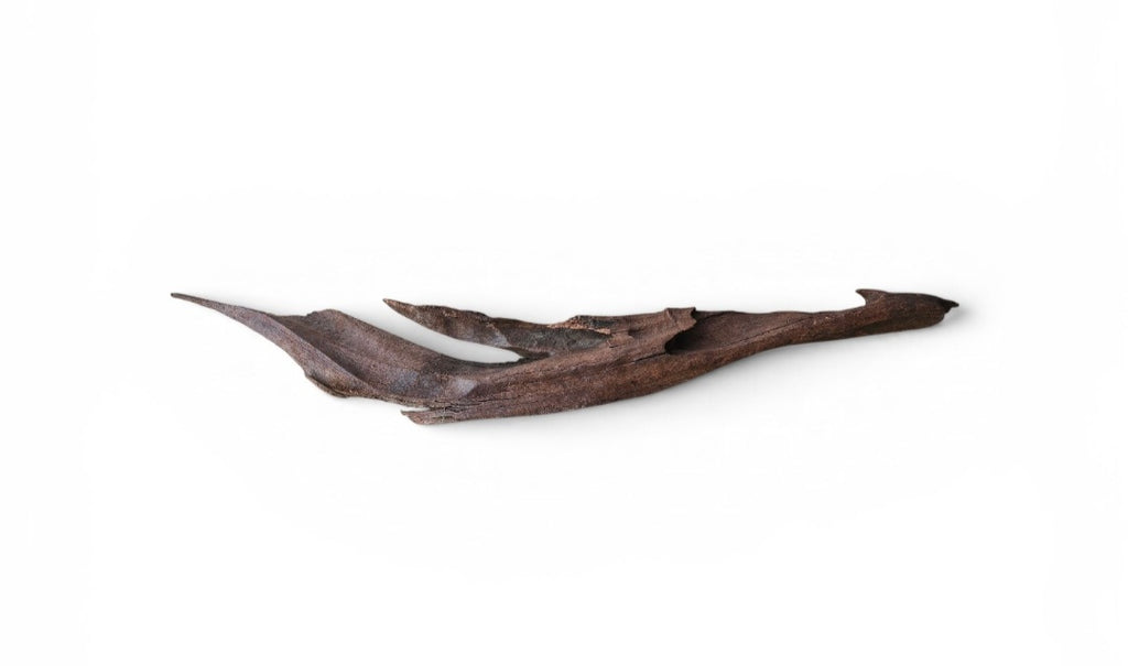 Driftwood / Flusswurzel Nr.189