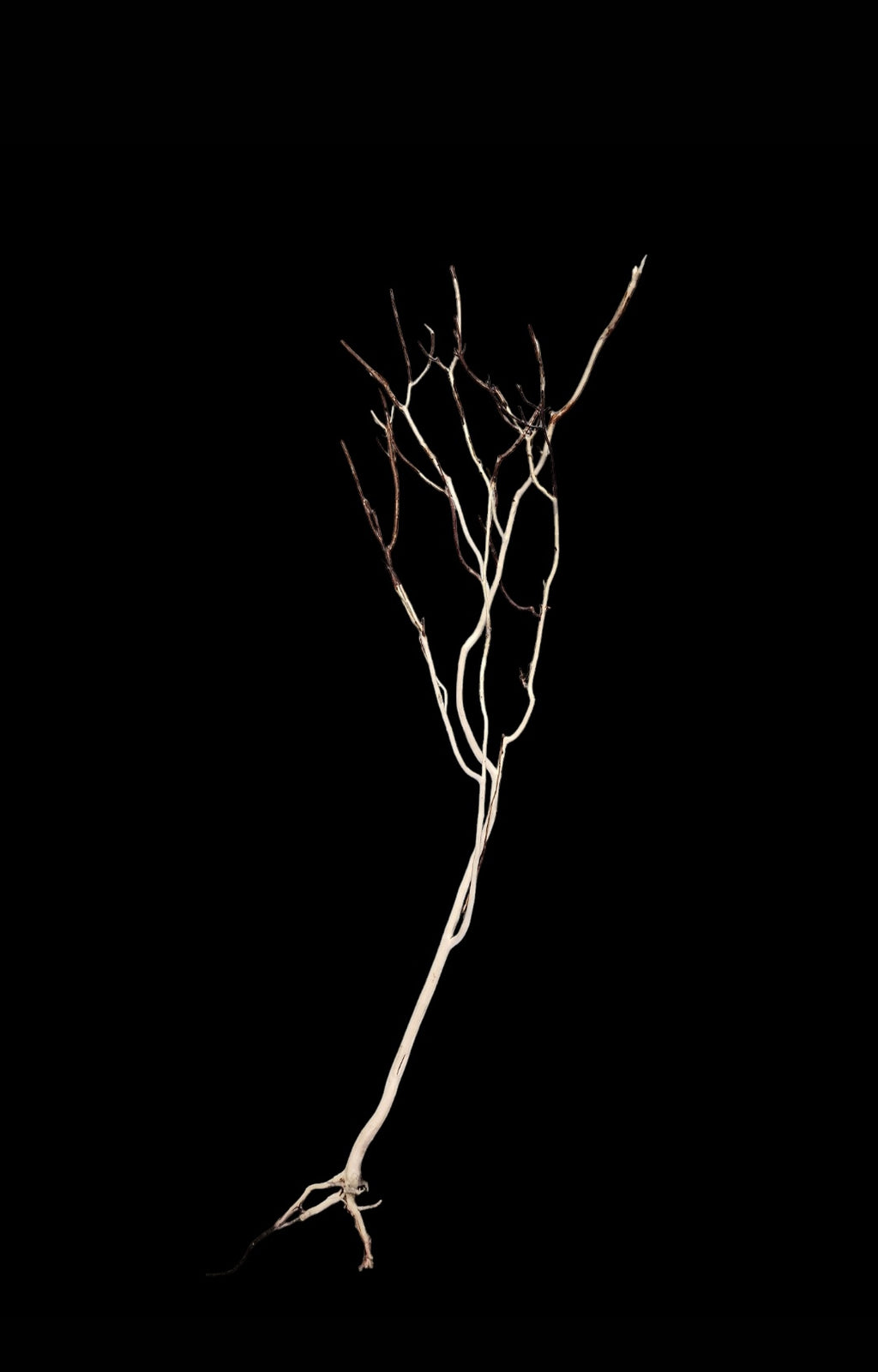 Ghost Wood L Nr.779
