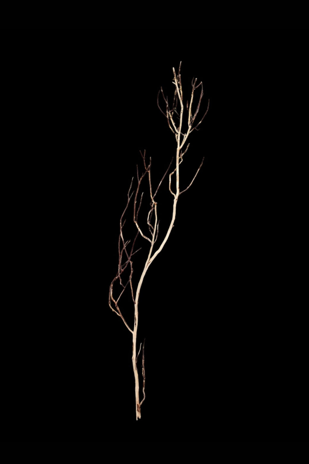 Ghost Wood L Nr.783