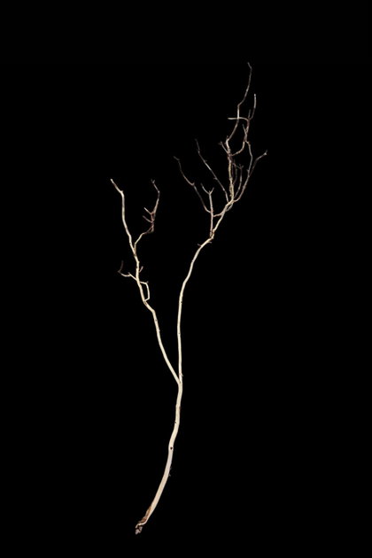 Ghost Wood L Nr.785
