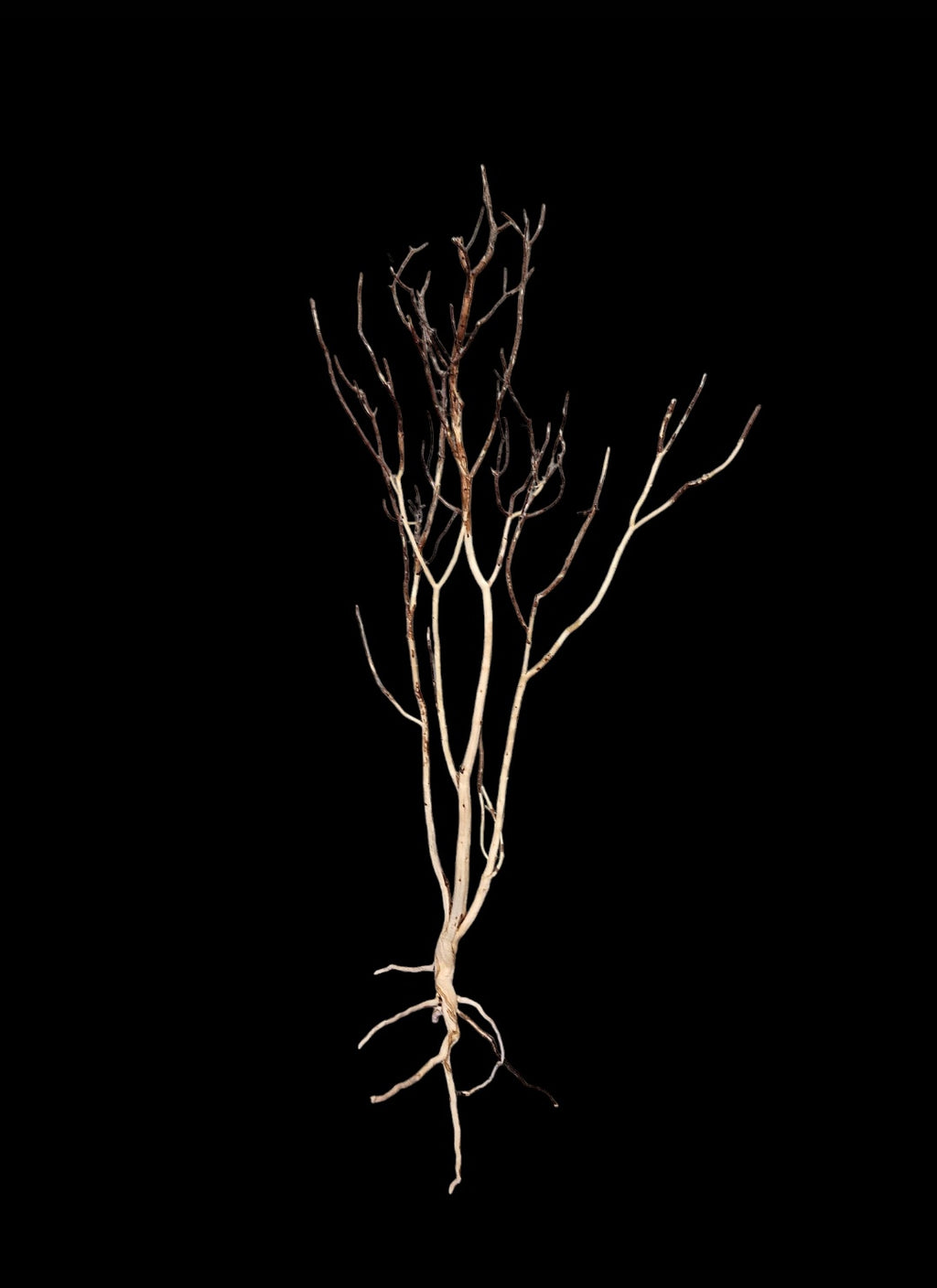 Ghost Wood L Nr.778
